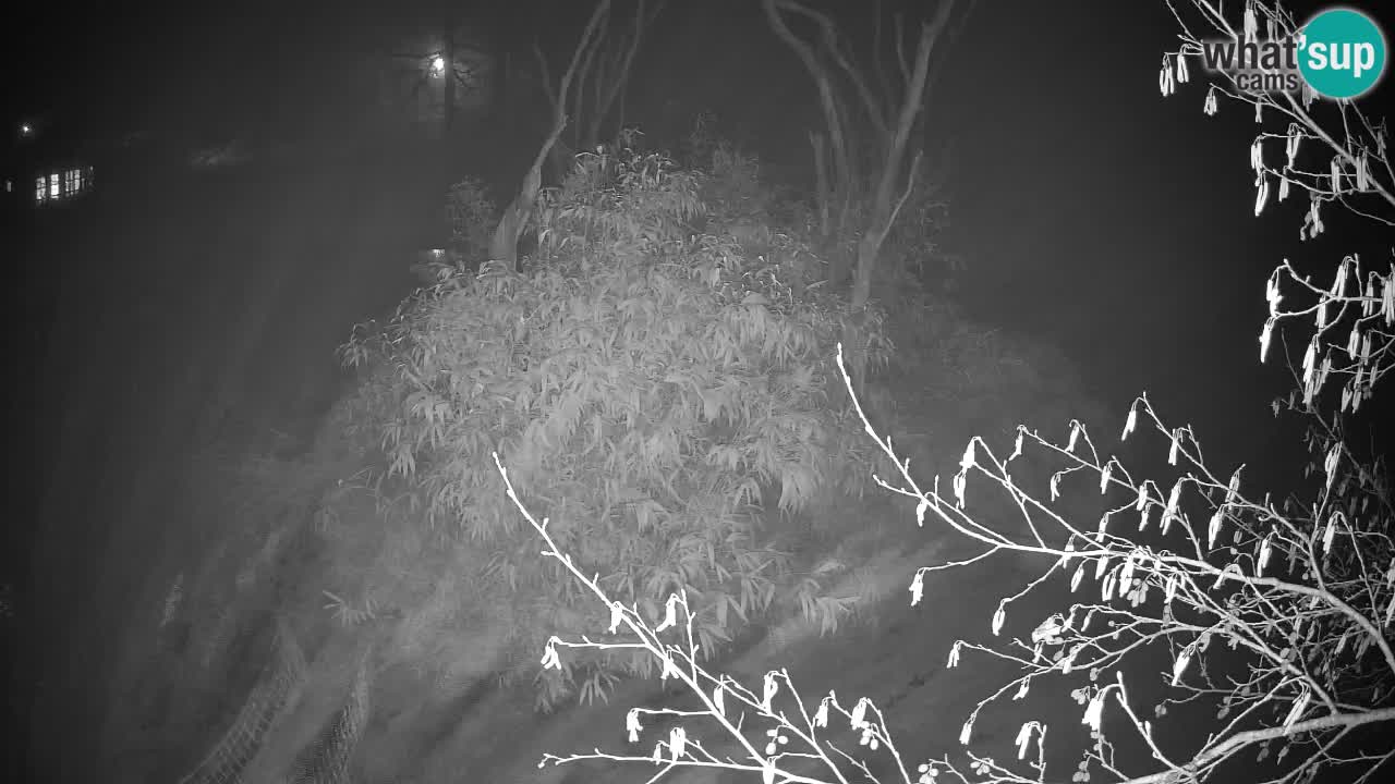 Yellow-cheeked gibbon Zoo Ljubljana livecam