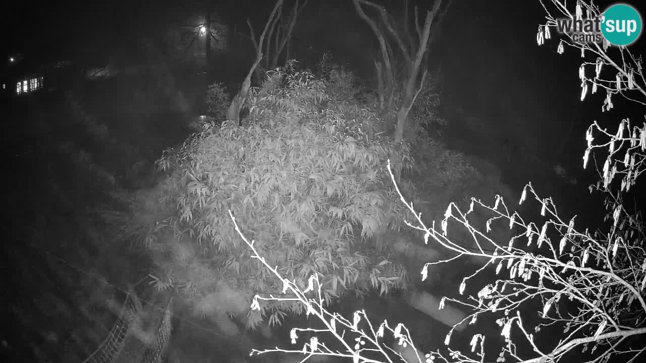 Südlicher Gelbwangen-Schopfgibbon Zoo Ljubljana webcam