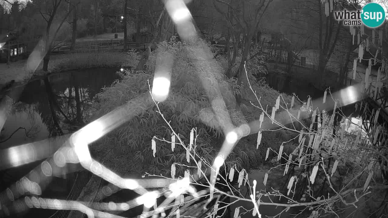 Gibbone dalle guance rosa nello ZOO di Ljubljana