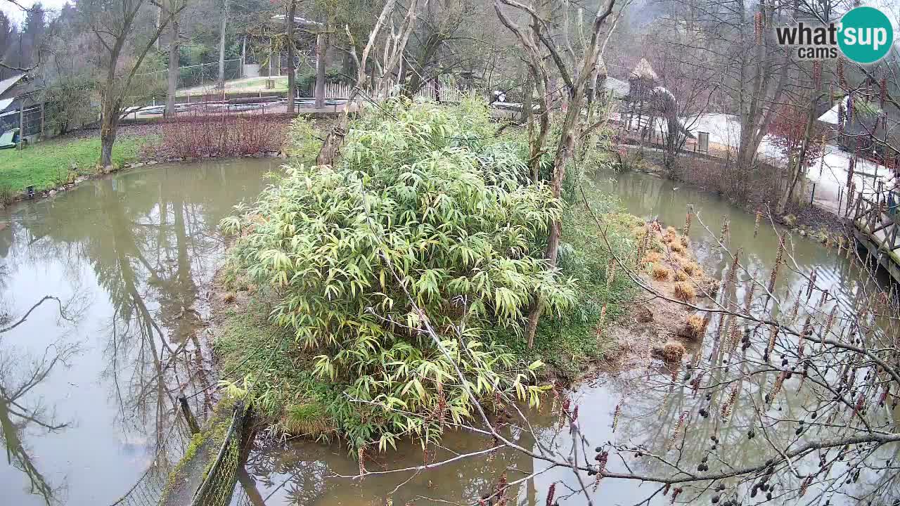 Gibbone dalle guance rosa nello ZOO di Ljubljana