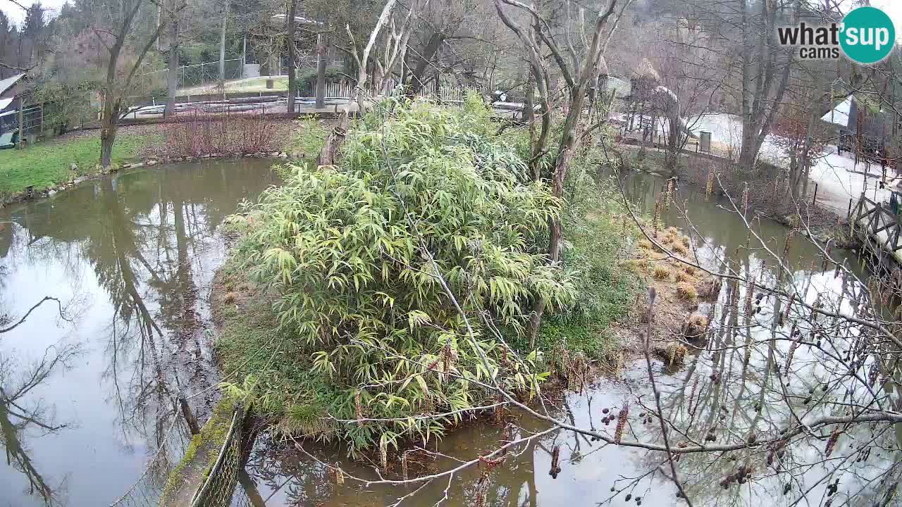 Yellow-cheeked gibbon Zoo Ljubljana livecam
