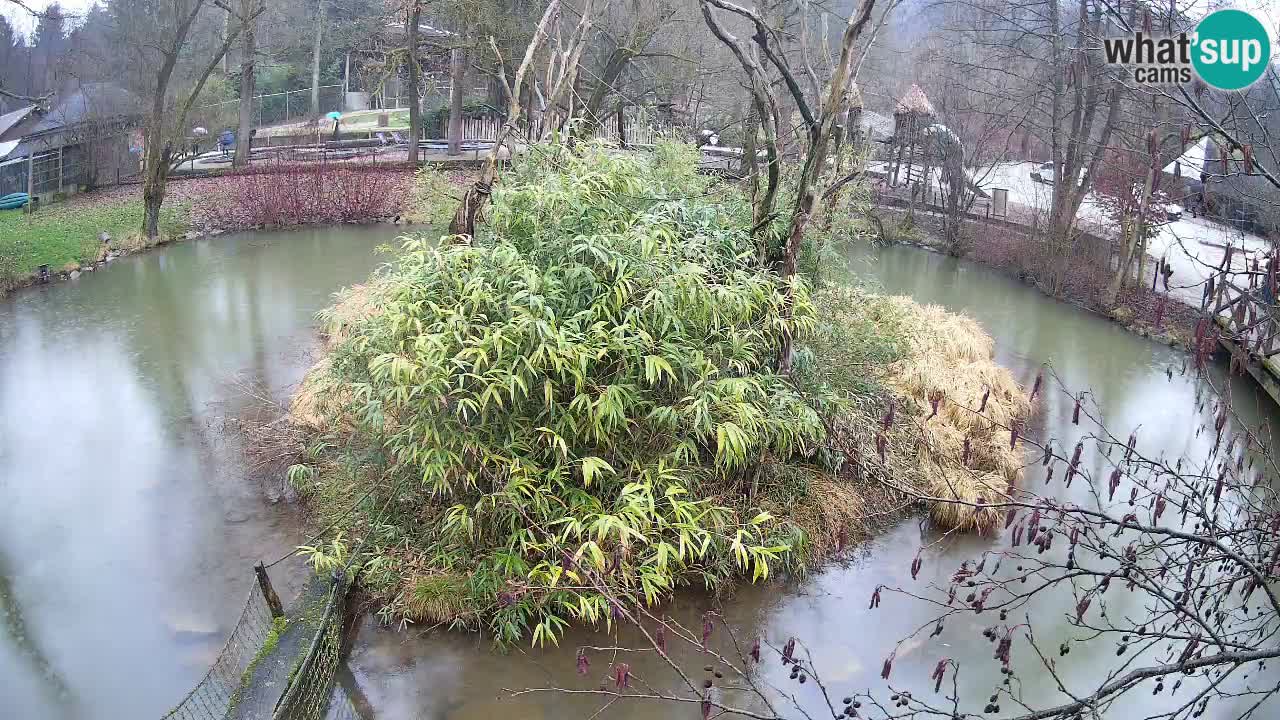 Gibon – Nomascus gabriellae – Zoo Ljubljana web kamera