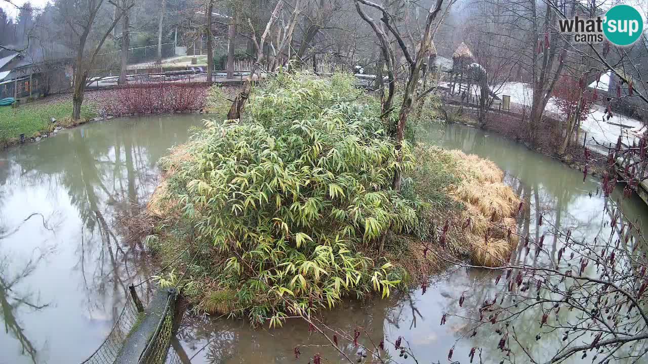 Gibon – Nomascus gabriellae – Zoo Ljubljana web kamera