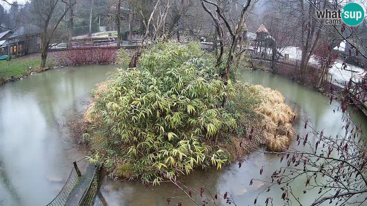 Gibon – Nomascus gabriellae – Zoo Ljubljana web kamera