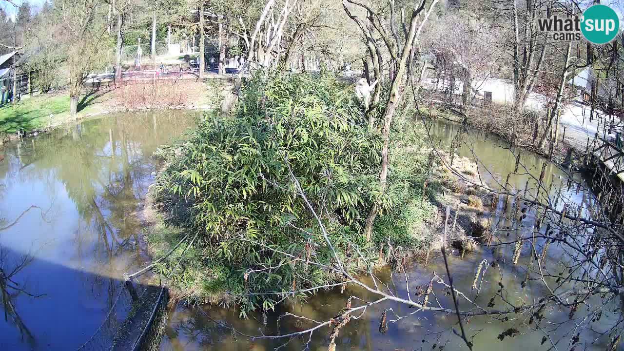 Südlicher Gelbwangen-Schopfgibbon Zoo Ljubljana webcam