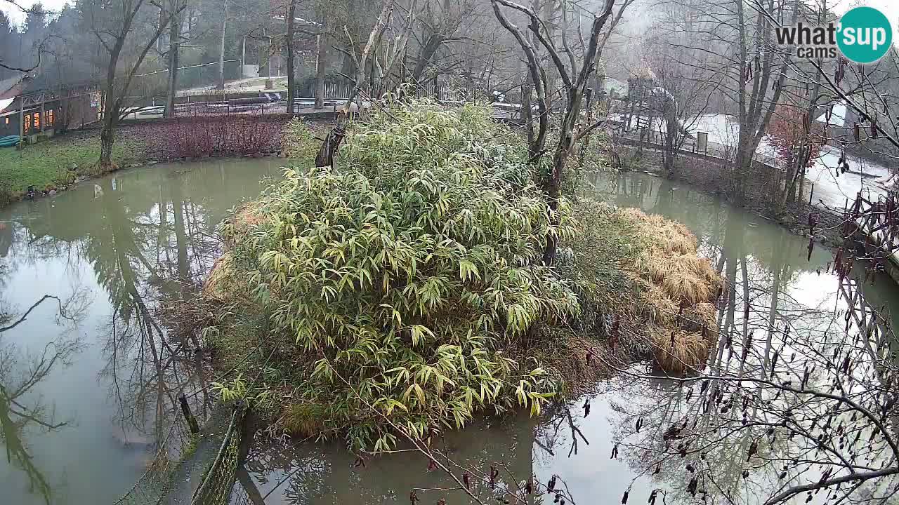 Yellow-cheeked gibbon Zoo Ljubljana livecam
