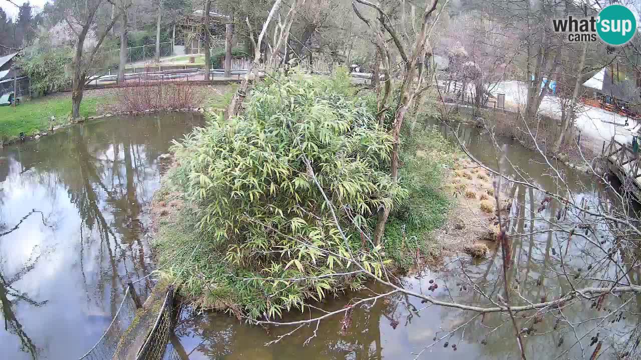 Yellow-cheeked gibbon Zoo Ljubljana livecam
