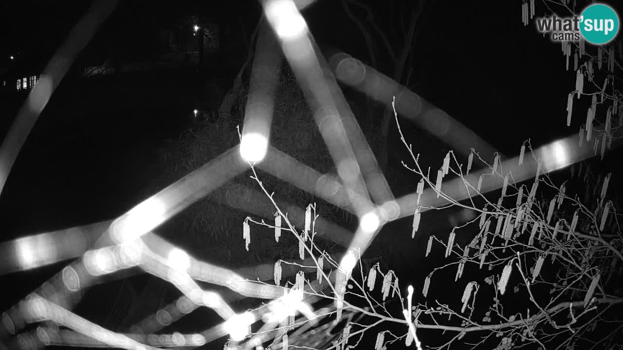 Gibbon à joues jaunes Zoo Ljubljana live cam