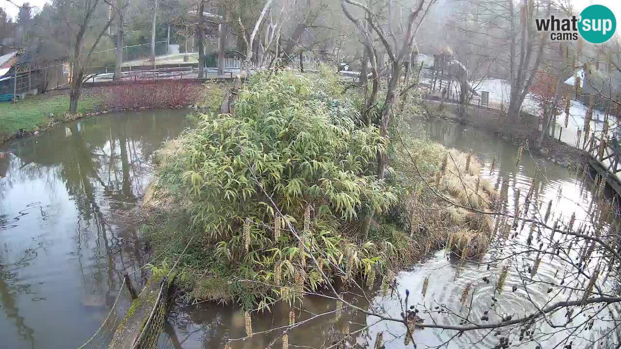 Gibón de mejillas beige Zoo Ljubljana