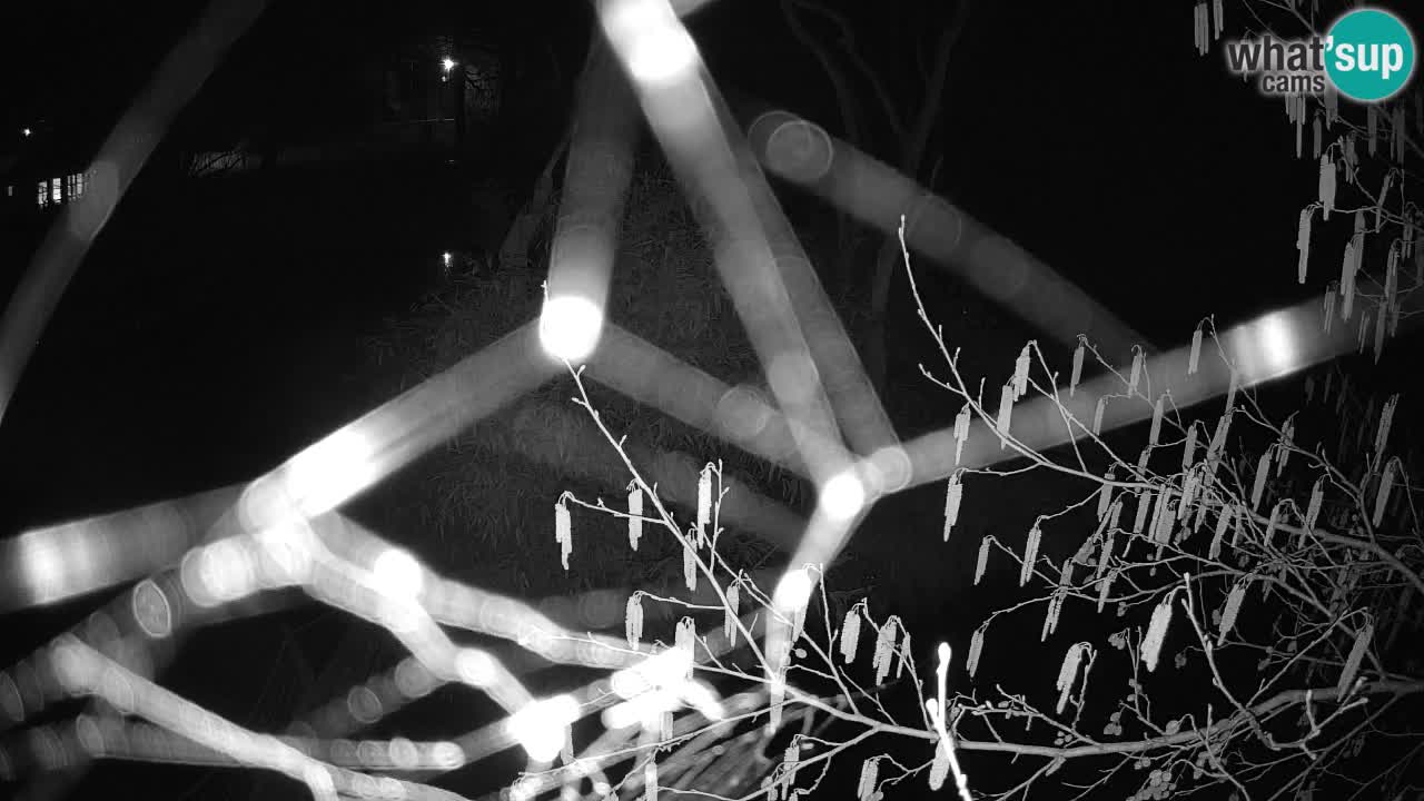 Südlicher Gelbwangen-Schopfgibbon Zoo Ljubljana webcam