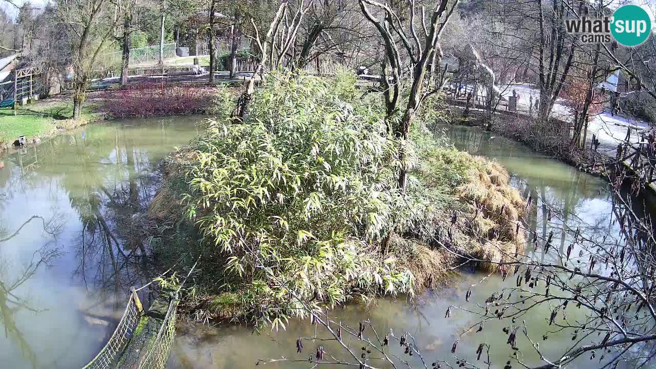 Gibbon à joues jaunes Zoo Ljubljana live cam