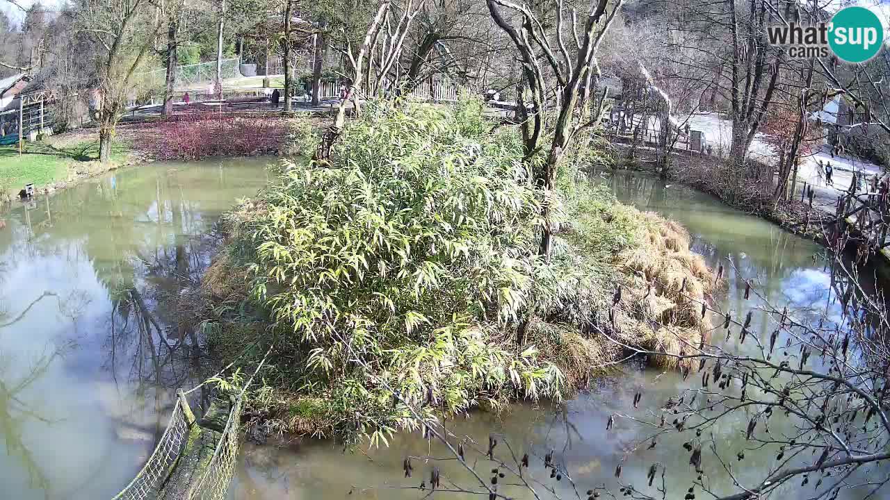 Yellow-cheeked gibbon Zoo Ljubljana livecam