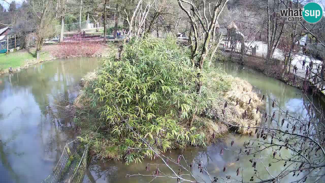 Gibon – Nomascus gabriellae – Zoo Ljubljana web kamera