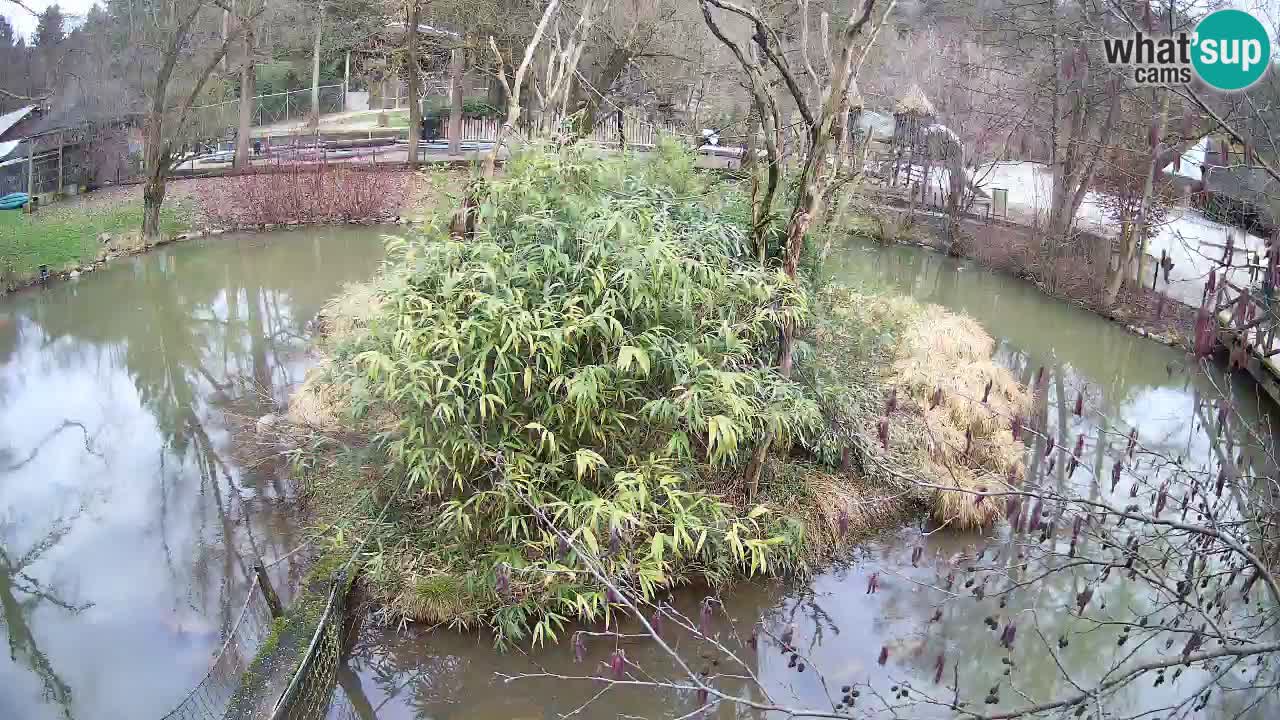 Gibbon à joues jaunes Zoo Ljubljana live cam