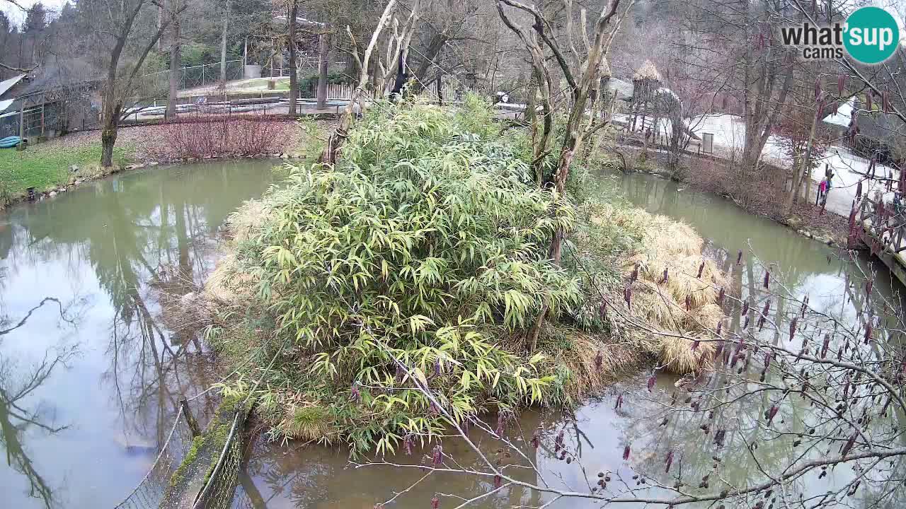 Südlicher Gelbwangen-Schopfgibbon Zoo Ljubljana webcam