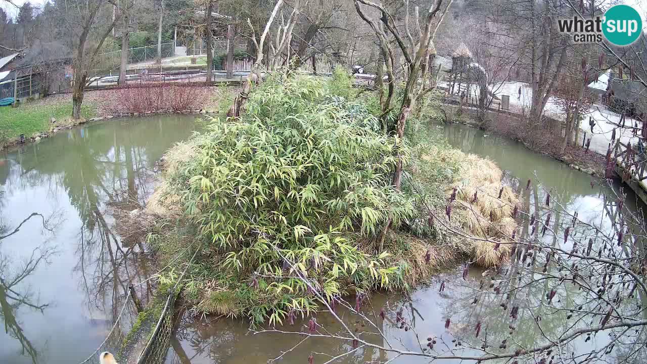 Südlicher Gelbwangen-Schopfgibbon Zoo Ljubljana webcam