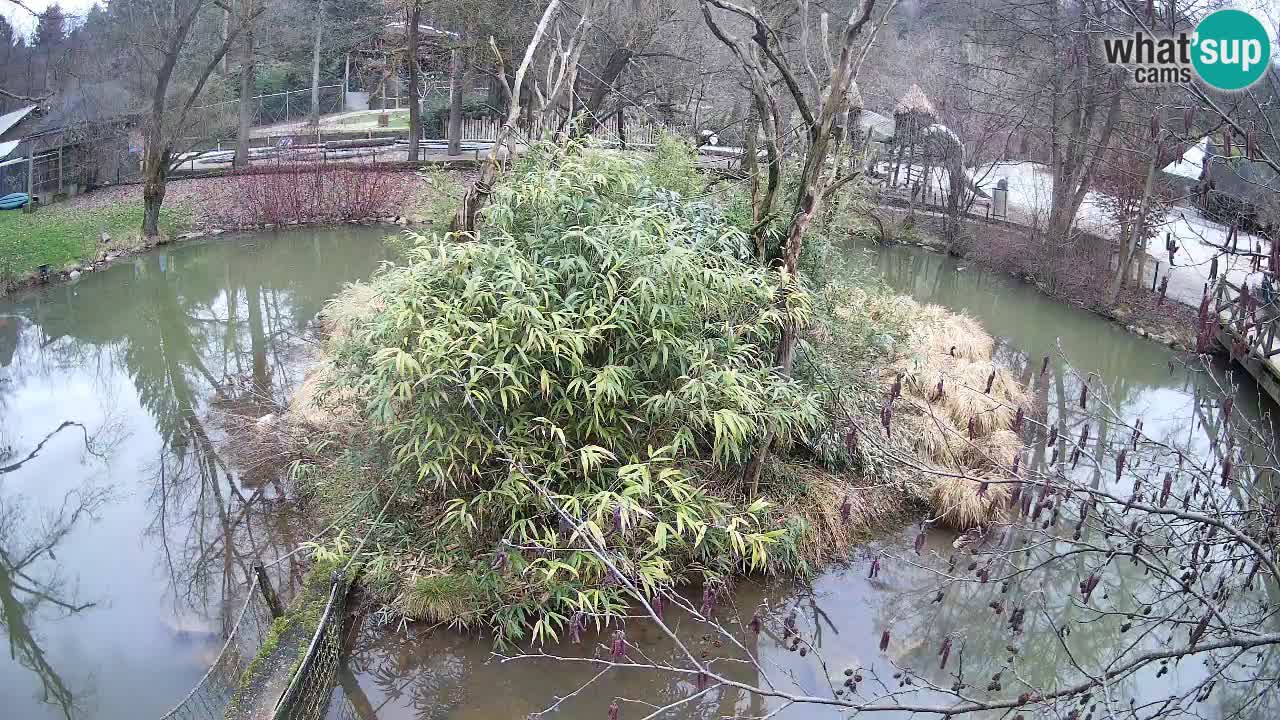 Südlicher Gelbwangen-Schopfgibbon Zoo Ljubljana webcam