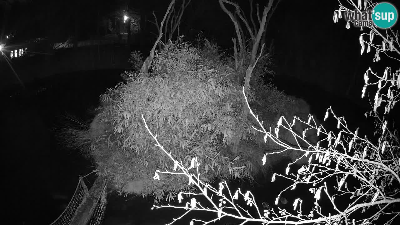 Yellow-cheeked gibbon Zoo Ljubljana livecam