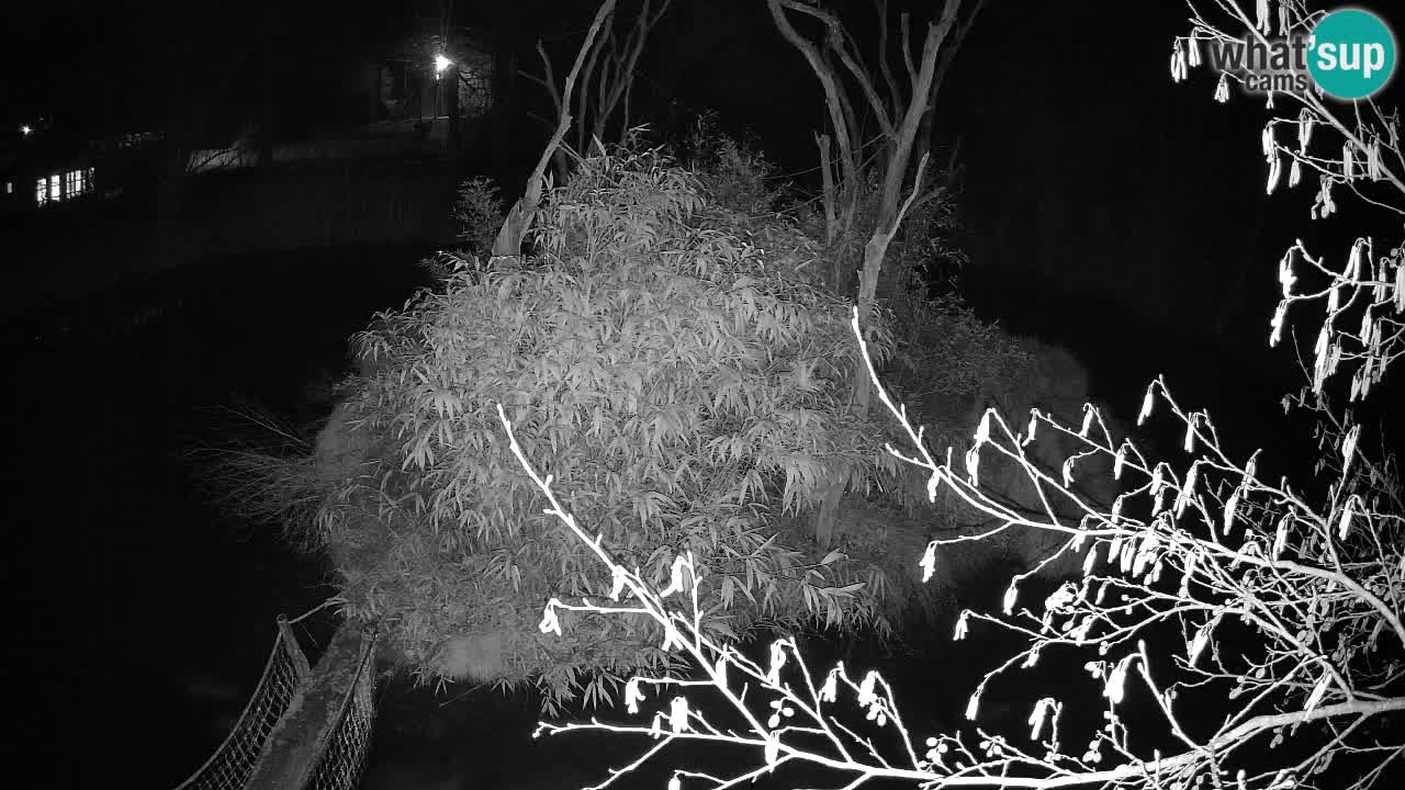 Gibbone dalle guance rosa nello ZOO di Ljubljana