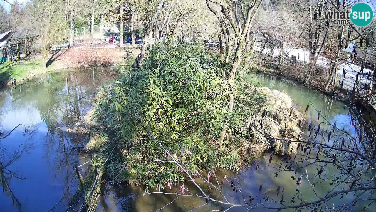 Gibón de mejillas beige Zoo Ljubljana