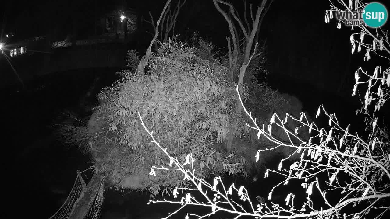 Gibbon à joues jaunes Zoo Ljubljana live cam