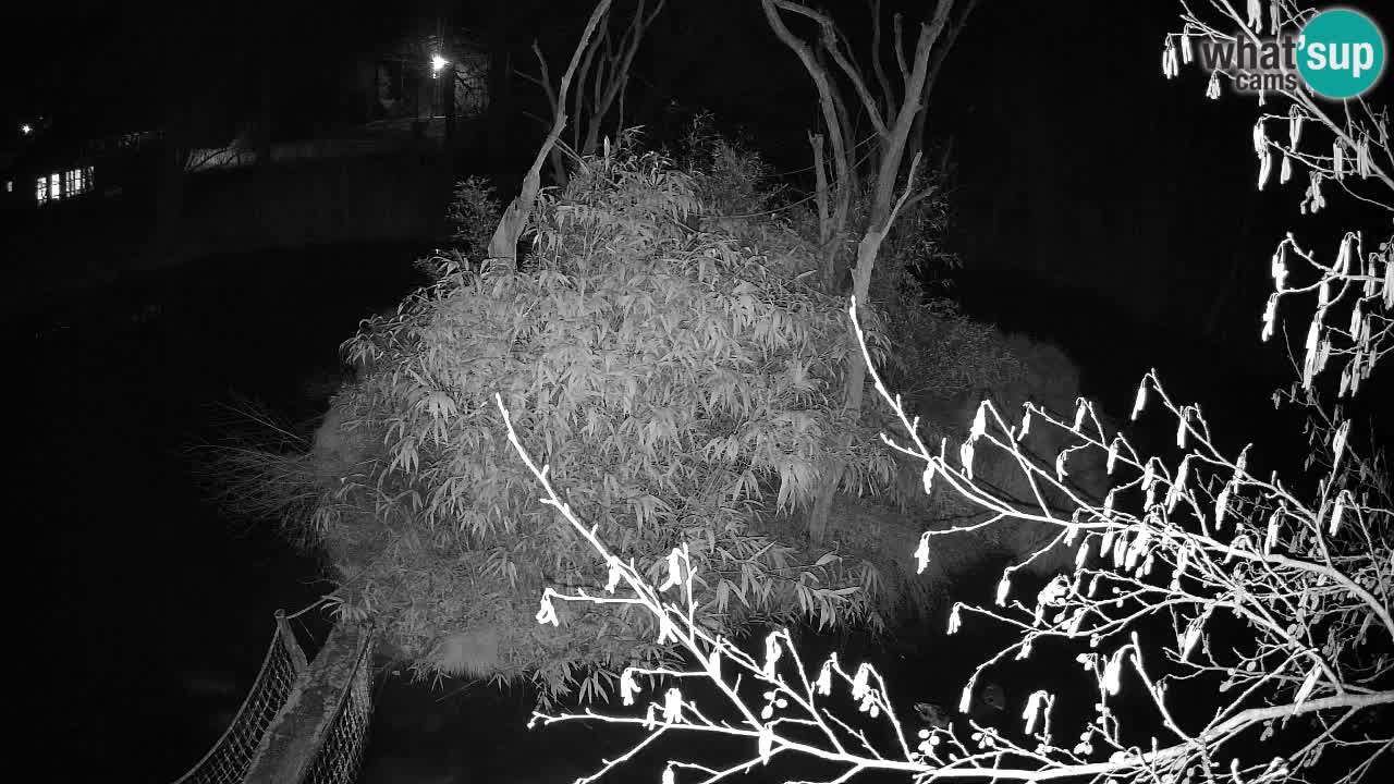 Gibbon à joues jaunes Zoo Ljubljana live cam