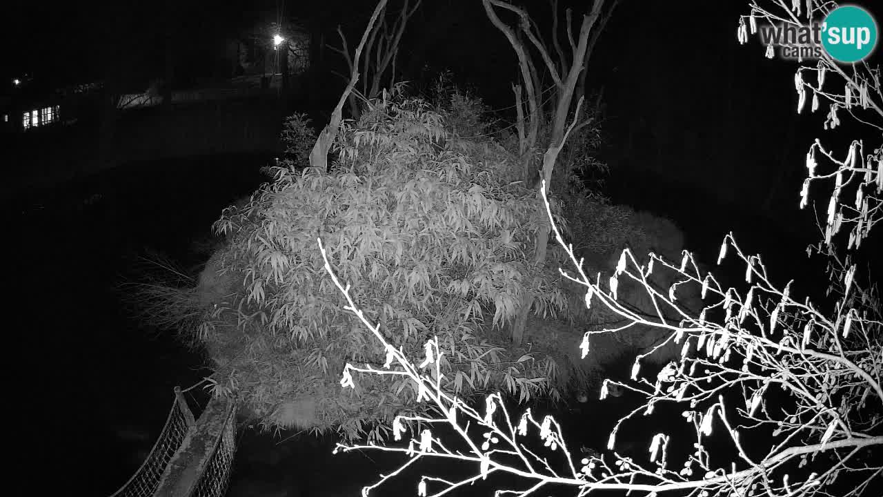 Gibbon à joues jaunes Zoo Ljubljana live cam