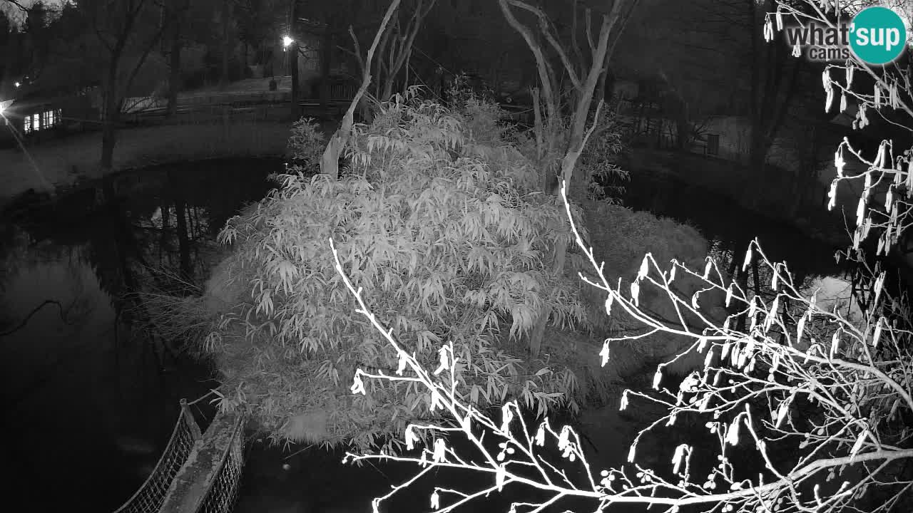 Südlicher Gelbwangen-Schopfgibbon Zoo Ljubljana webcam