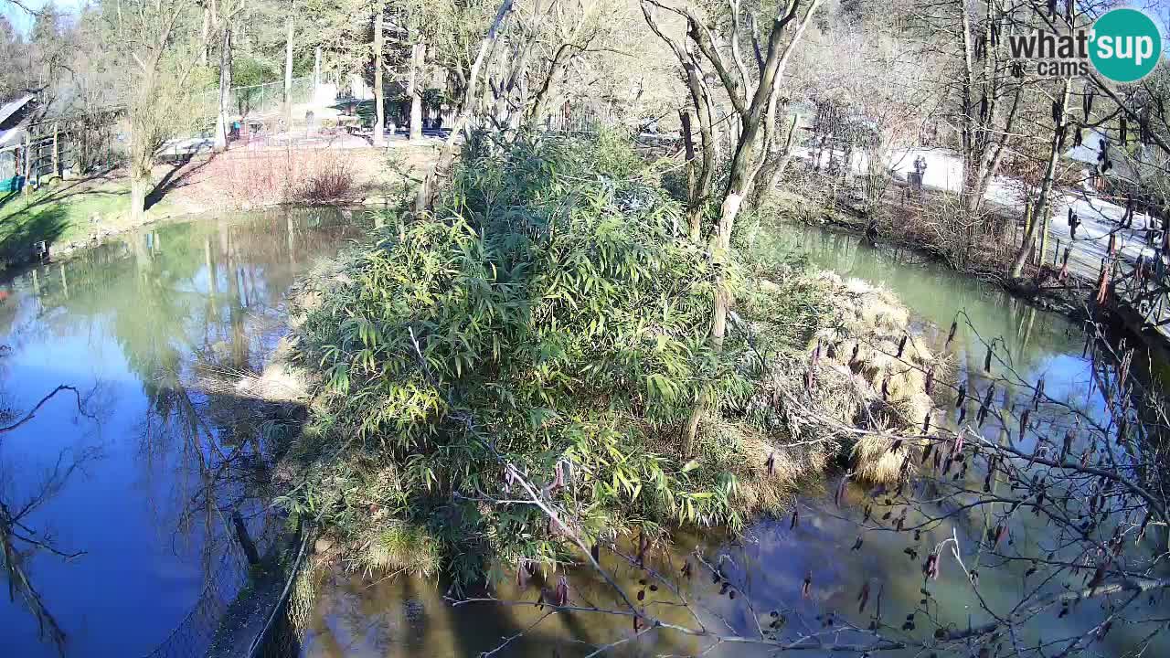 Gibbone dalle guance rosa nello ZOO di Ljubljana