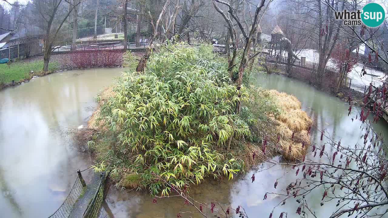 Yellow-cheeked gibbon Zoo Ljubljana livecam