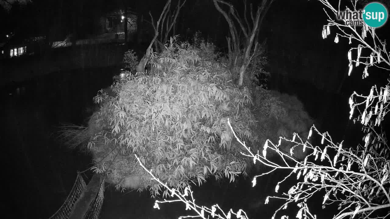 Gibbon à joues jaunes Zoo Ljubljana live cam