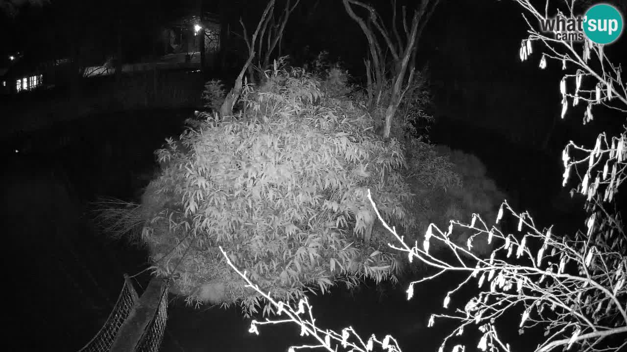 Gibón de mejillas beige Zoo Ljubljana