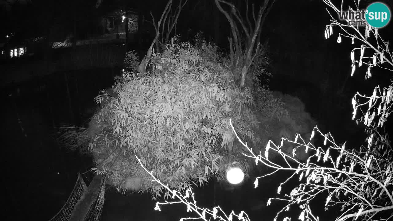 Yellow-cheeked gibbon Zoo Ljubljana livecam