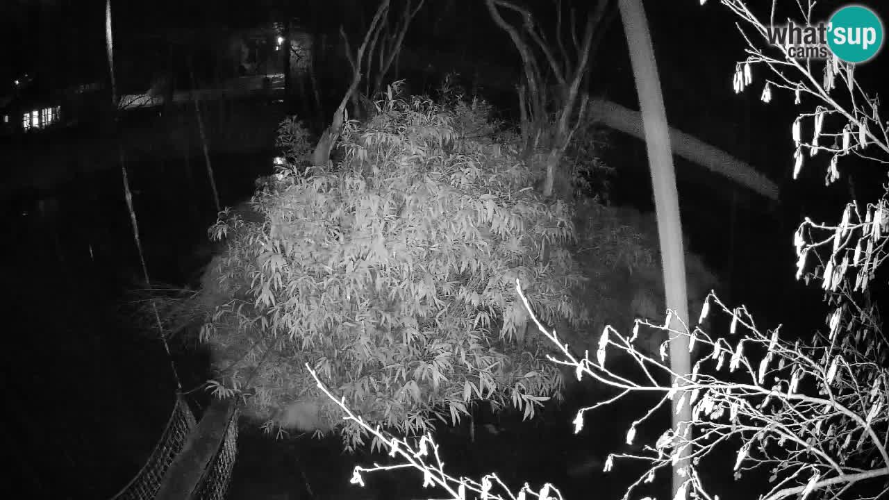 Gibón de mejillas beige Zoo Ljubljana