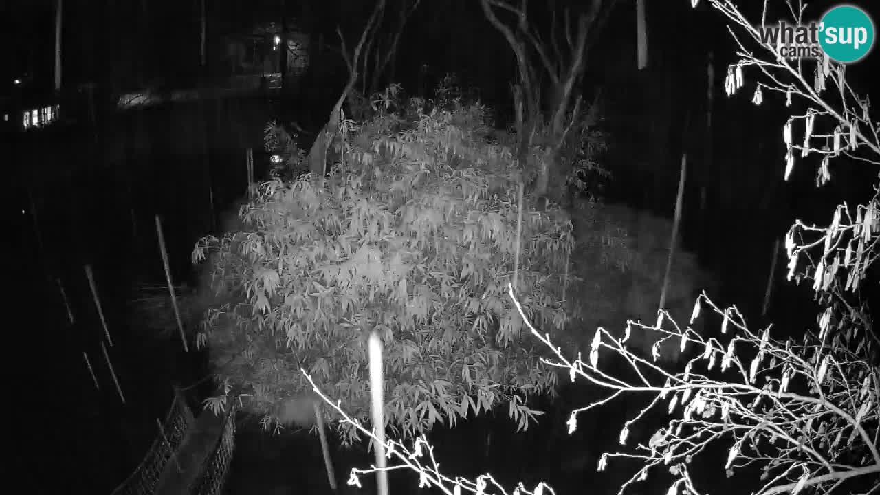 Gibón de mejillas beige Zoo Ljubljana