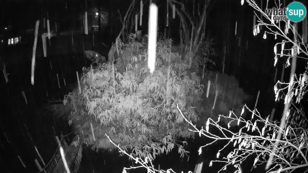 Yellow-cheeked gibbon Zoo Ljubljana livecam