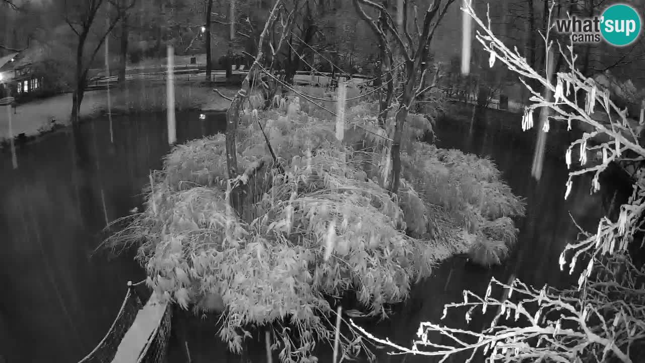 Zlatolični gibon živalski vrt Ljubljana