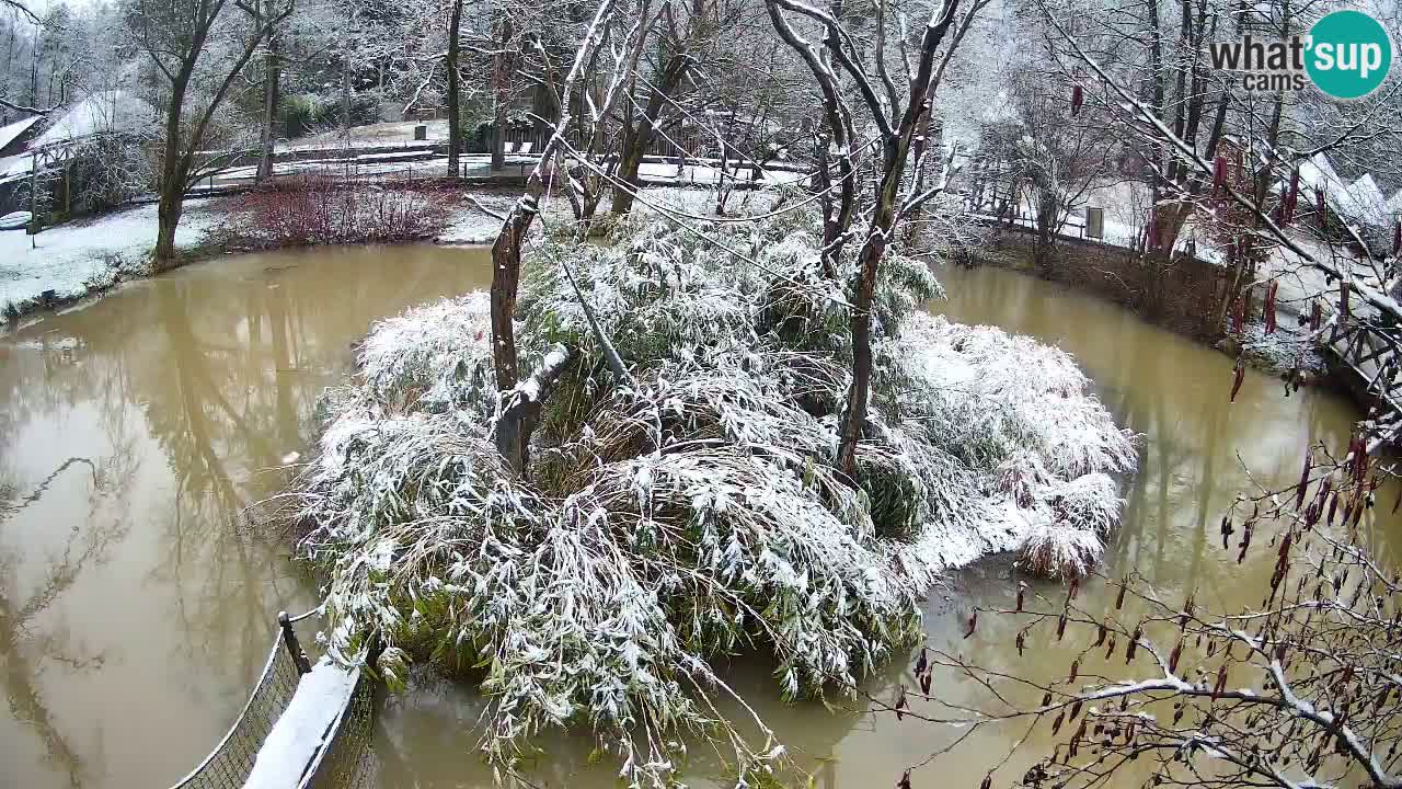 Gibbone dalle guance rosa nello ZOO di Ljubljana
