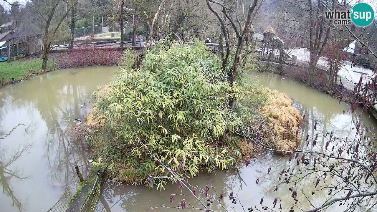 Gibbone dalle guance rosa nello ZOO di Ljubljana