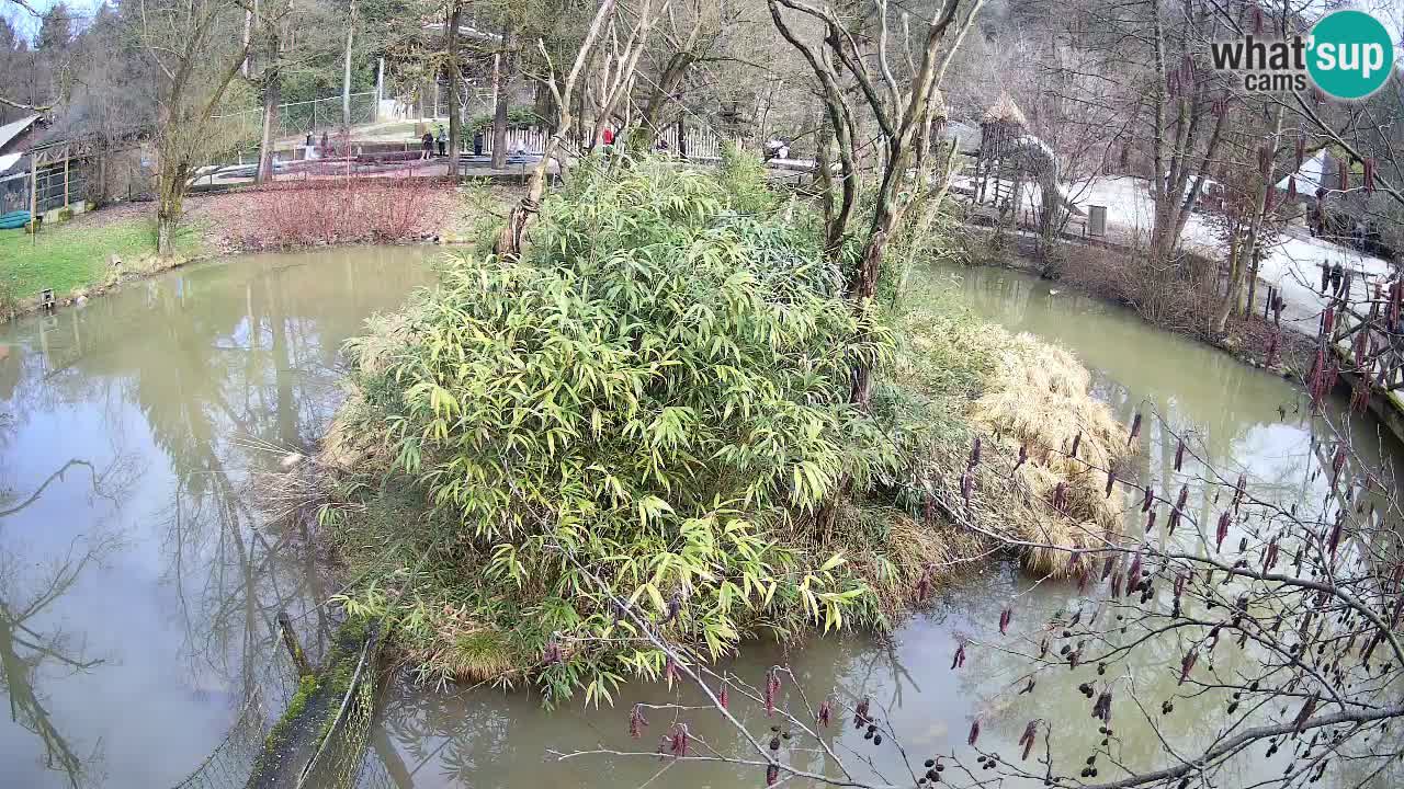 Südlicher Gelbwangen-Schopfgibbon Zoo Ljubljana webcam