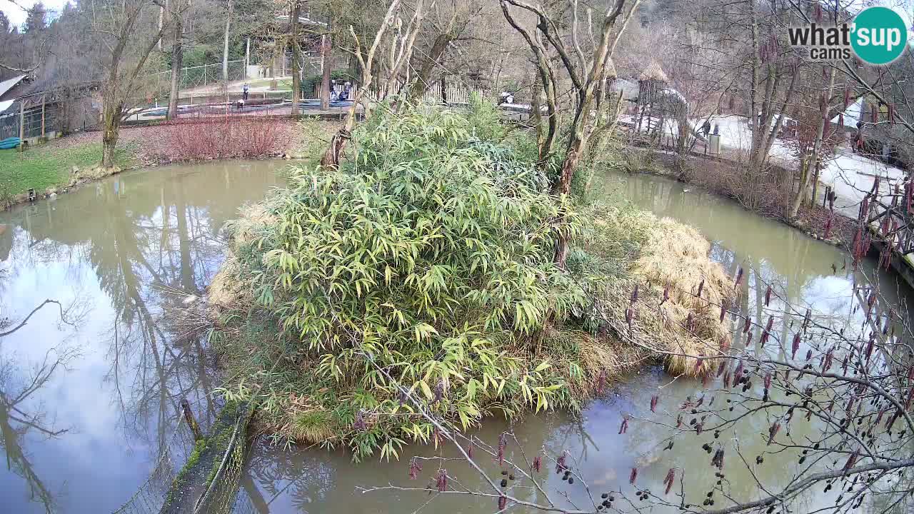 Gibon – Nomascus gabriellae – Zoo Ljubljana web kamera