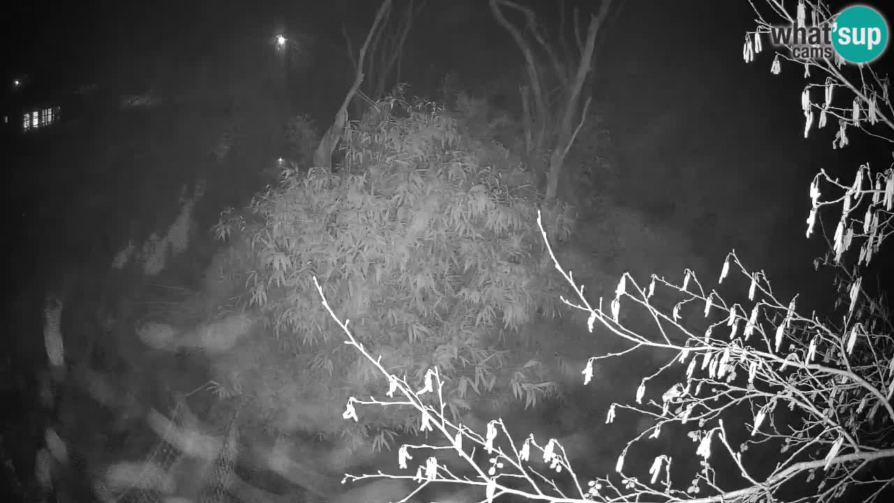 Yellow-cheeked gibbon Zoo Ljubljana livecam