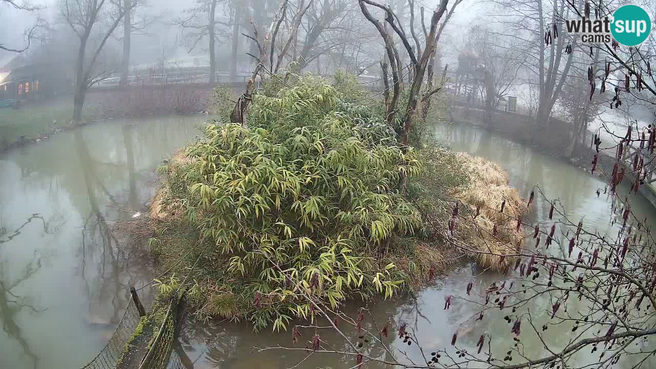 Gibon – Nomascus gabriellae – Zoo Ljubljana web kamera