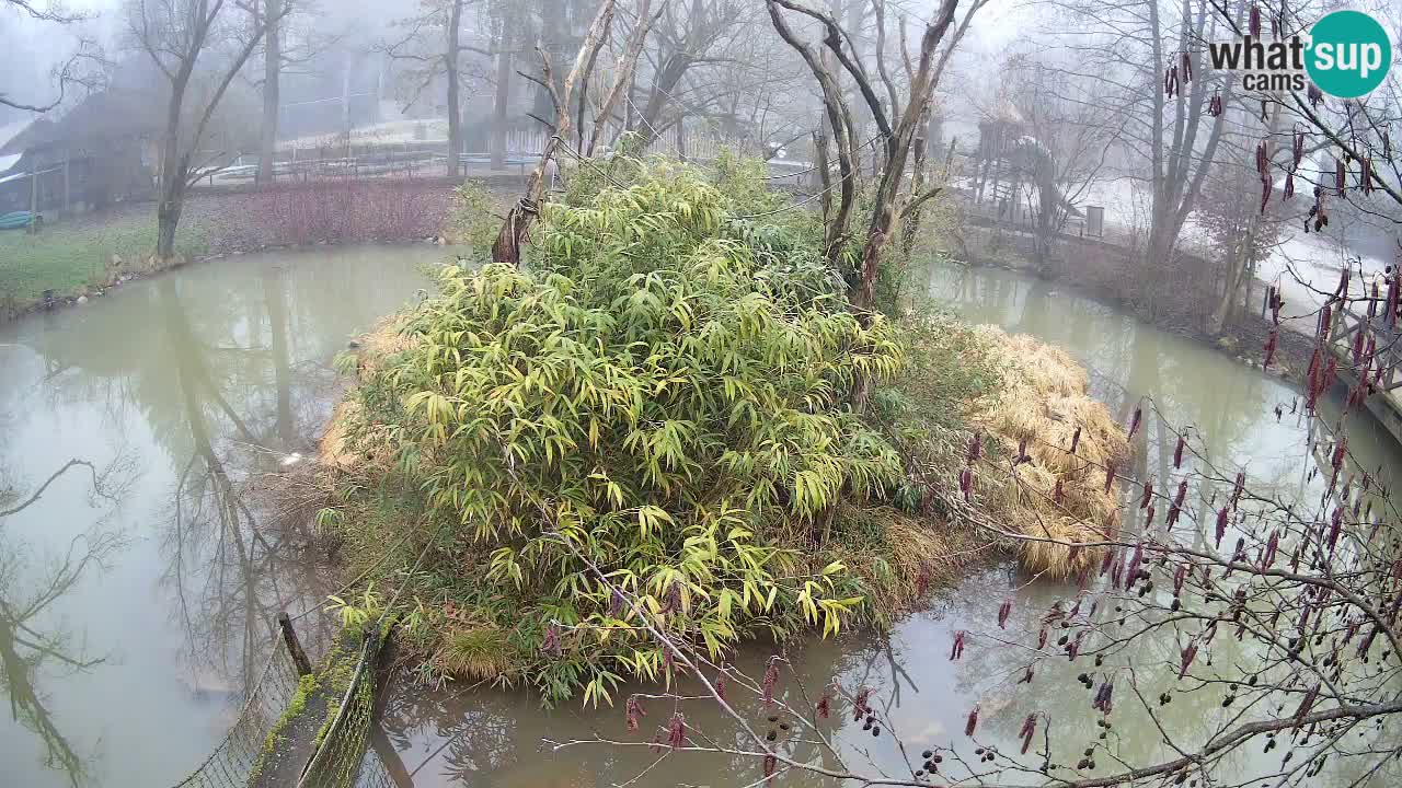 Gibon – Nomascus gabriellae – Zoo Ljubljana web kamera