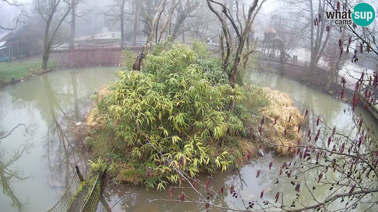 Gibbone dalle guance rosa nello ZOO di Ljubljana