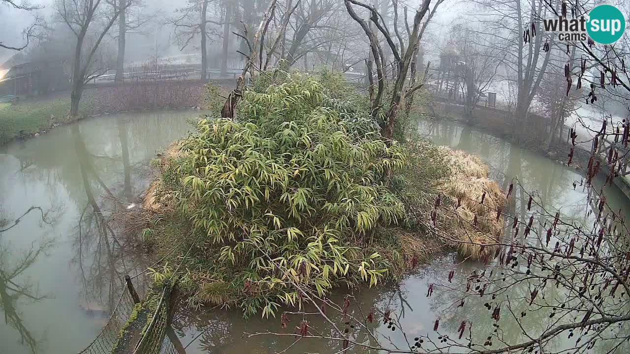 Gibbon à joues jaunes Zoo Ljubljana live cam