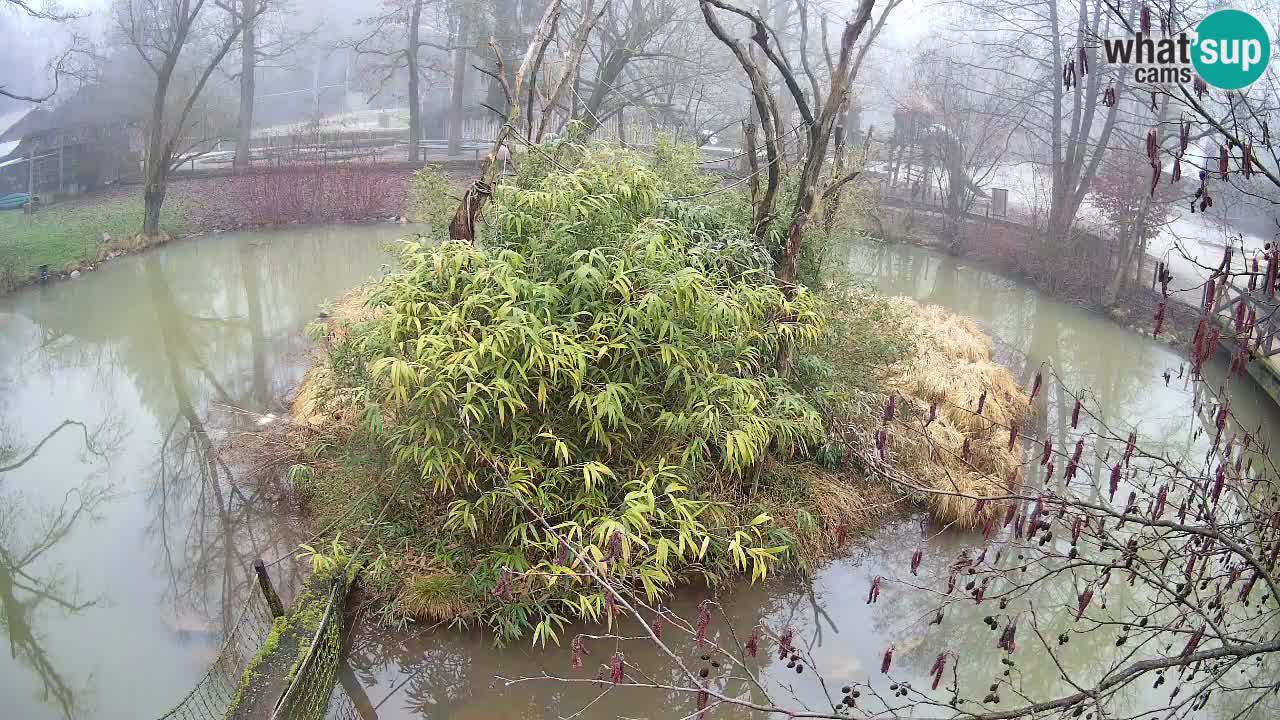 Yellow-cheeked gibbon Zoo Ljubljana livecam