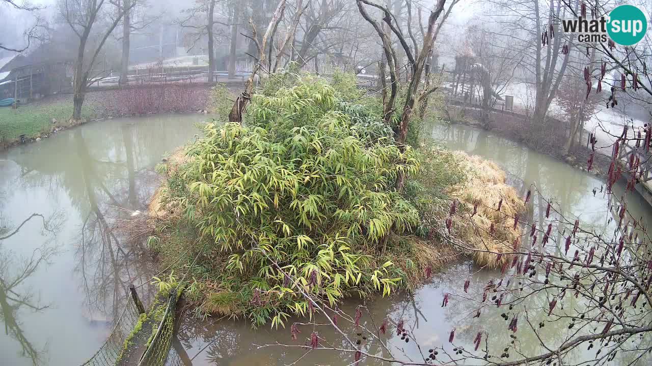 Gibon – Nomascus gabriellae – Zoo Ljubljana web kamera