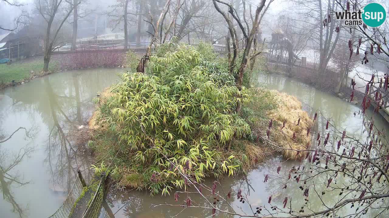 Südlicher Gelbwangen-Schopfgibbon Zoo Ljubljana webcam