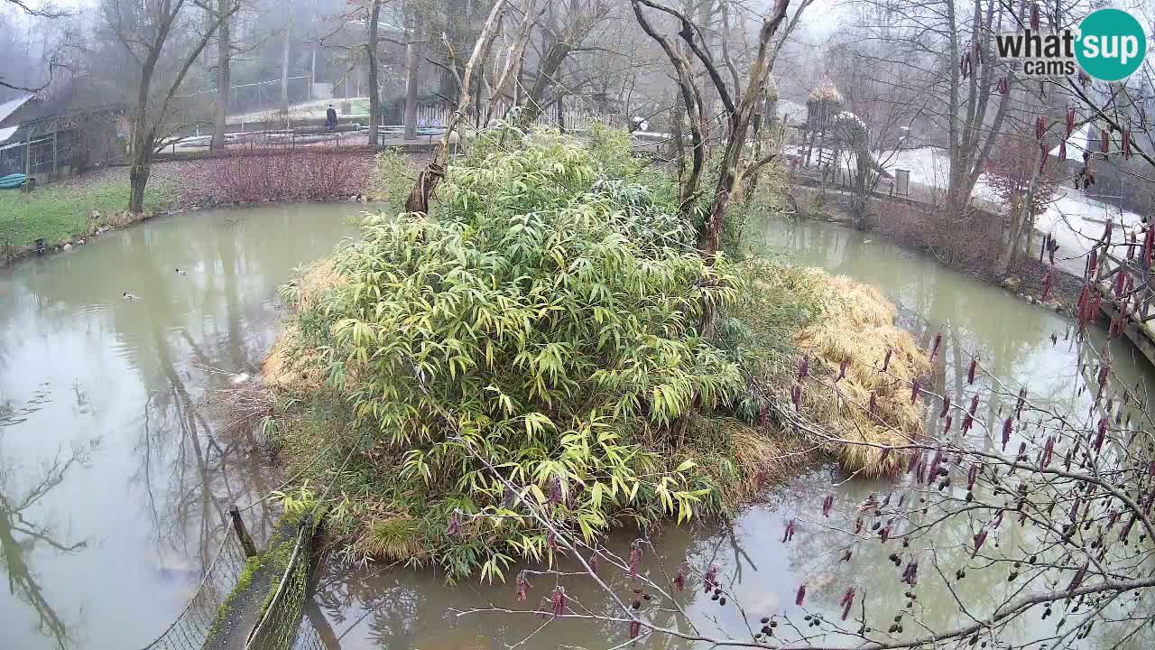 Gibbon à joues jaunes Zoo Ljubljana live cam